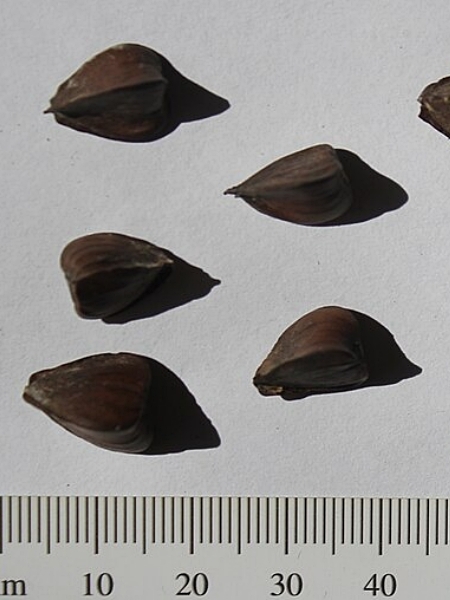 Image of Fagus grandifolia