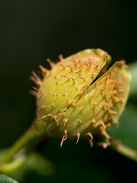 Image of Fagus grandifolia