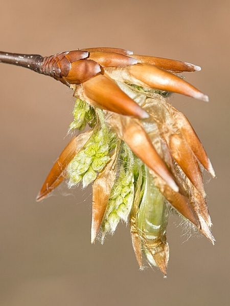 Image of Fagus grandifolia