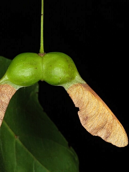 Image of Acer nigrum