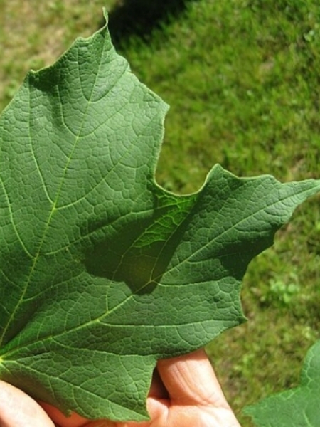 Image of Acer nigrum