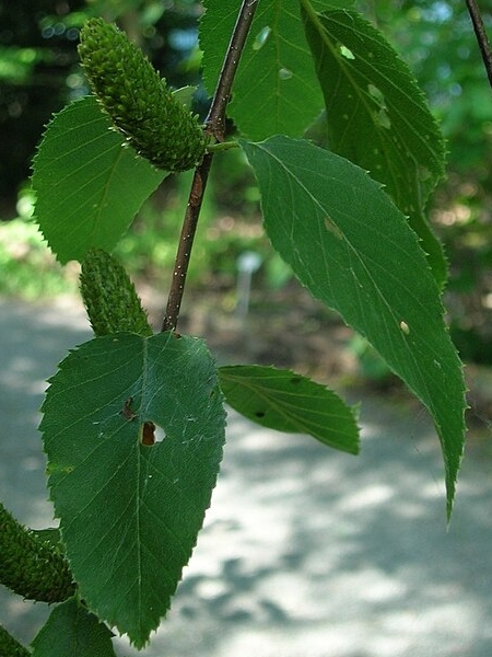 Image of Betula lenta