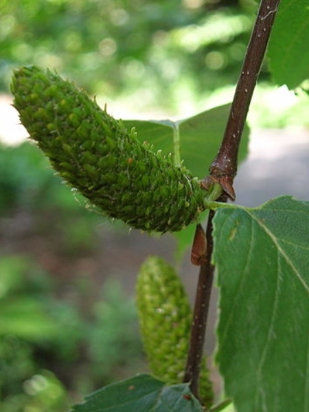 Image of Betula lenta