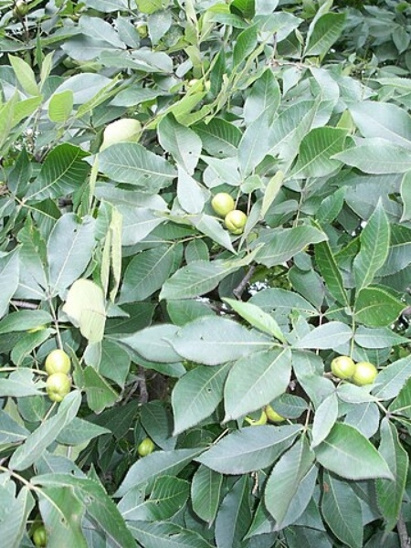 Image of Carya ovata