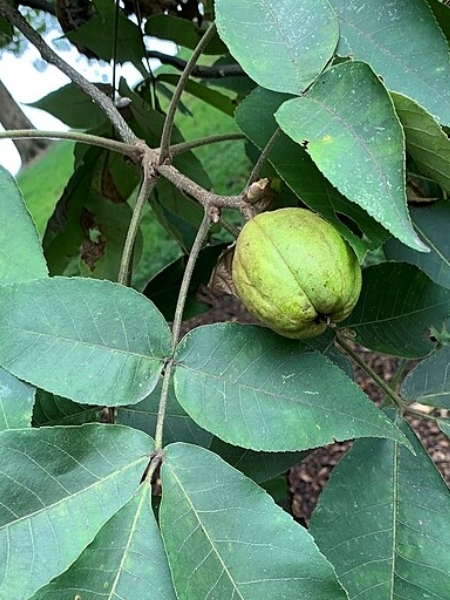 Image of Carya ovata