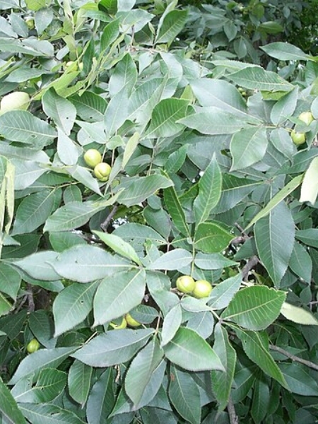 Image of Carya ovata