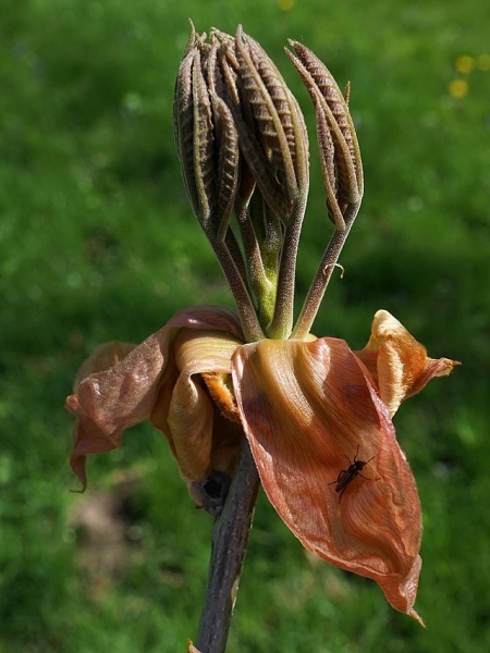 Image of Carya ovata