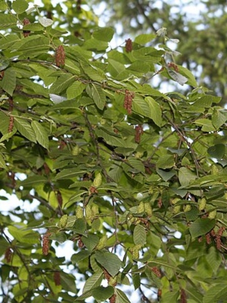Image of Betula alleghaniensis