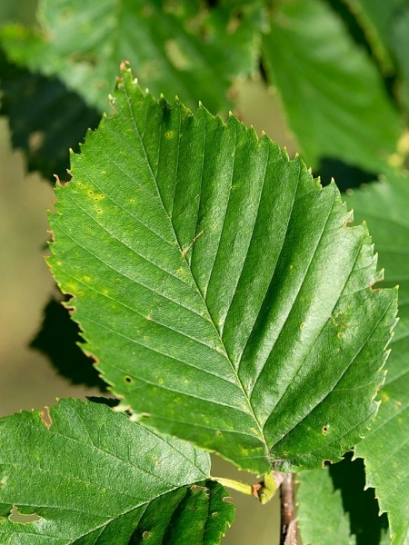 Image of Betula alleghaniensis