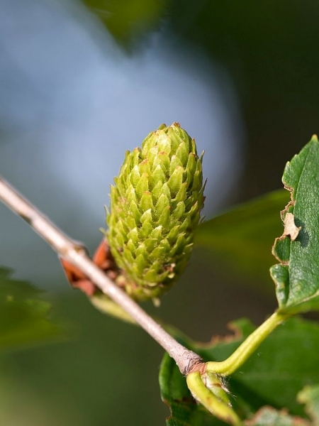 Image of Betula alleghaniensis