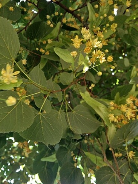 Image of Tilia americana