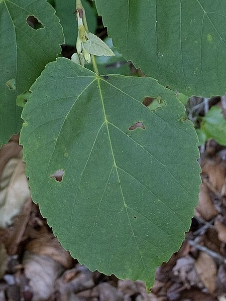 Image of Tilia americana