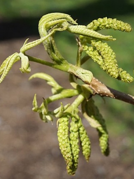 Image of Carya cordiformis