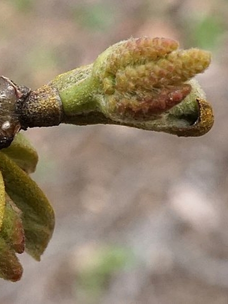 Image of Carya cordiformis