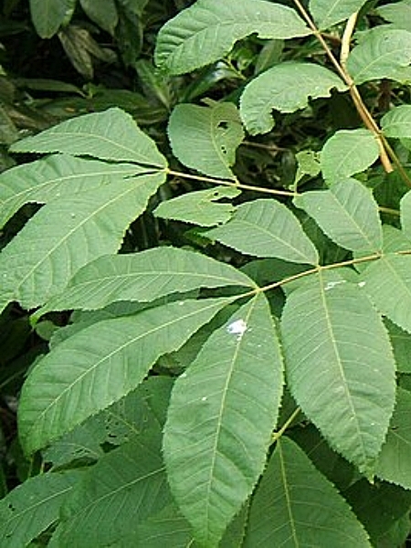 Image of Carya cordiformis