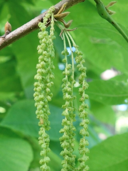 Image of Carya cordiformis