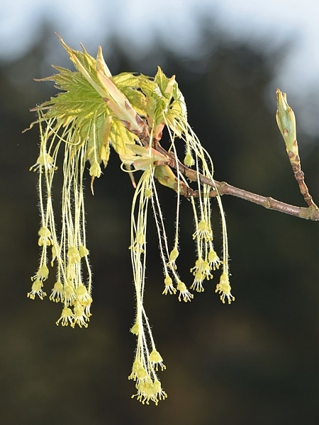 Image of Acer saccharum
