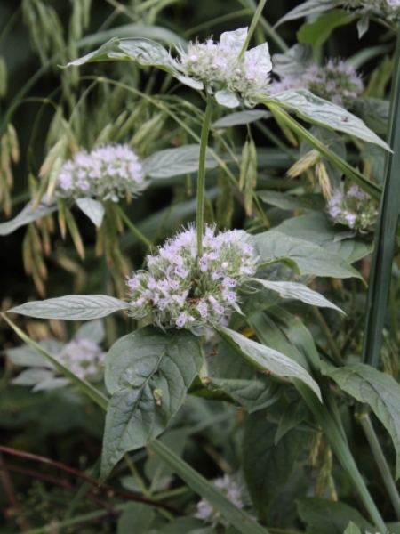 Image of Pycnanthemum verticillatum var. pilosum