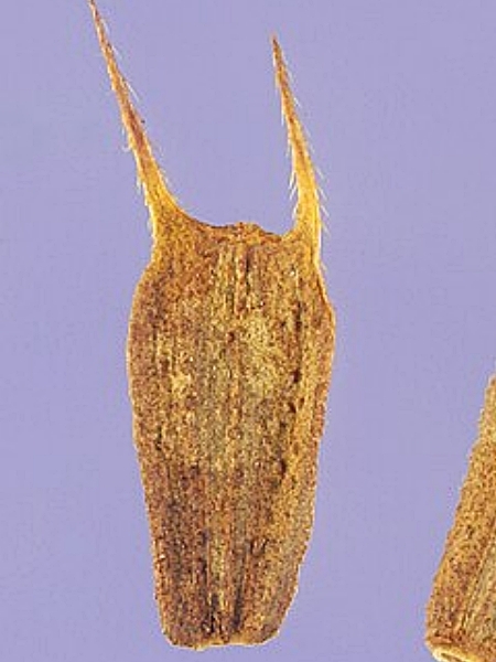 Image of Bidens vulgata