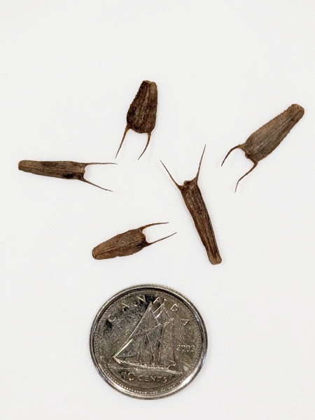 Image of Bidens vulgata