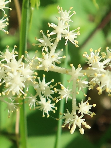 Image of Maianthemum racemosum