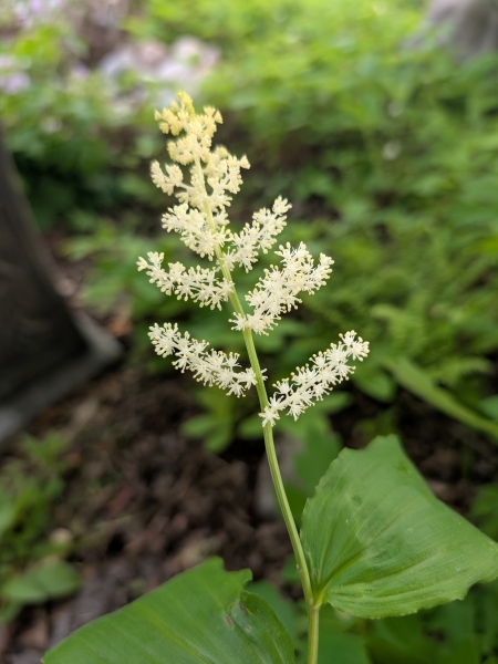 Image of Maianthemum racemosum