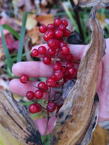 Image of Maianthemum racemosum