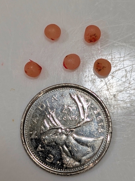 Image of Maianthemum racemosum