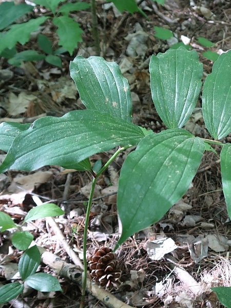 Image of Maianthemum racemosum
