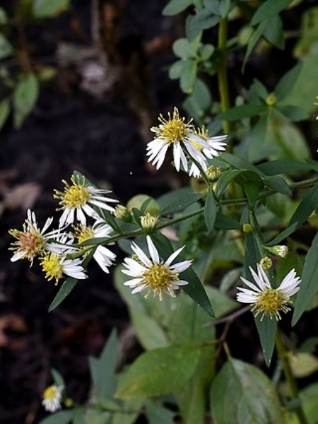 Image of Symphyotrichum ontarionis