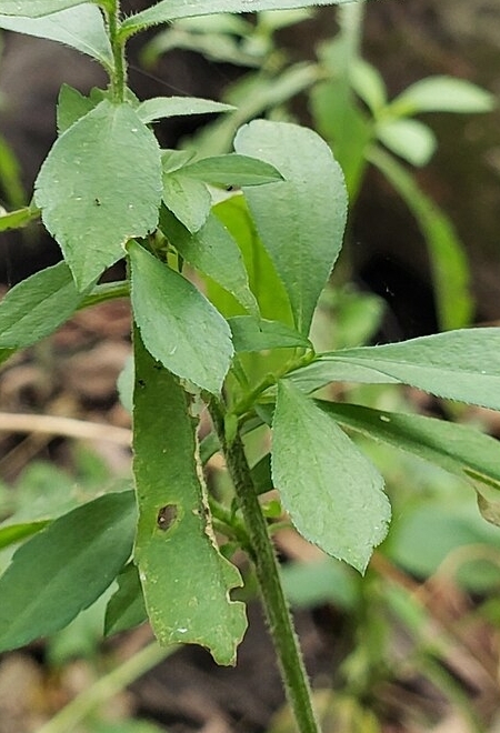 Image of Symphyotrichum ontarionis