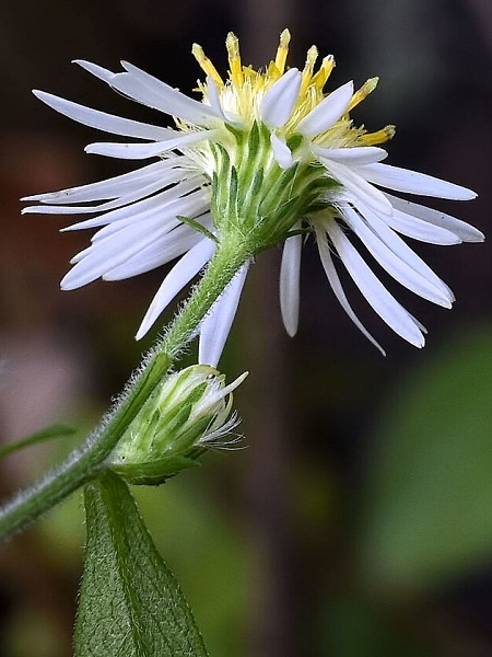 Image of Symphyotrichum ontarionis
