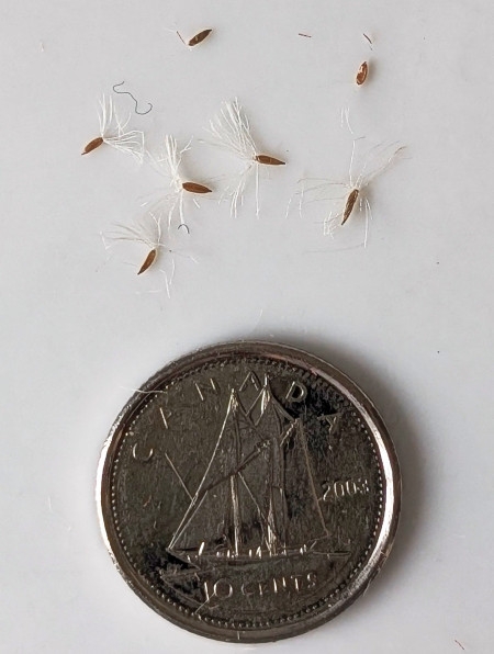 Image of Symphyotrichum ontarionis