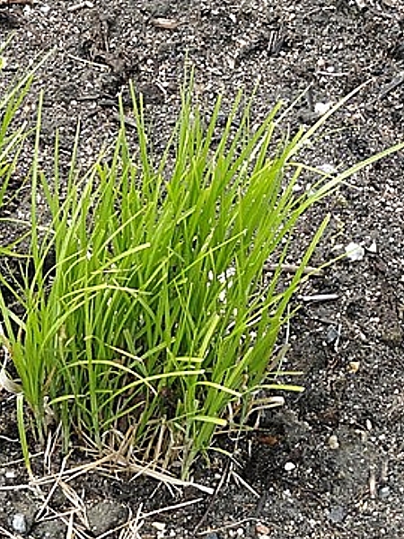 Image of Carex muskingumensis