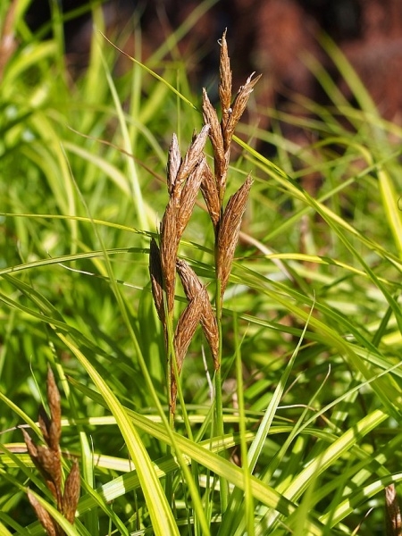 Image of Carex muskingumensis