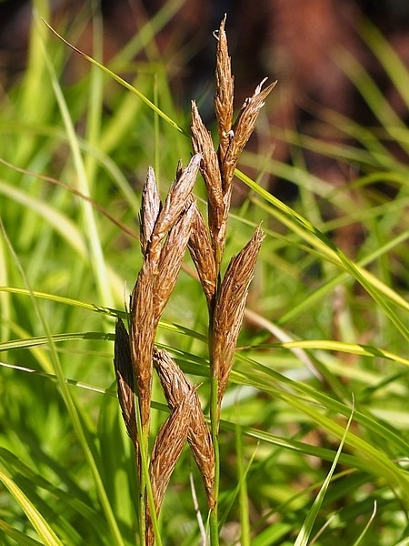 Image of Carex muskingumensis