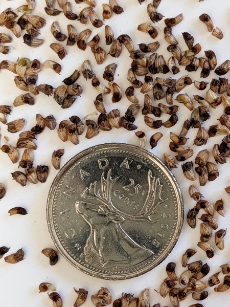 Image of Dalea candida