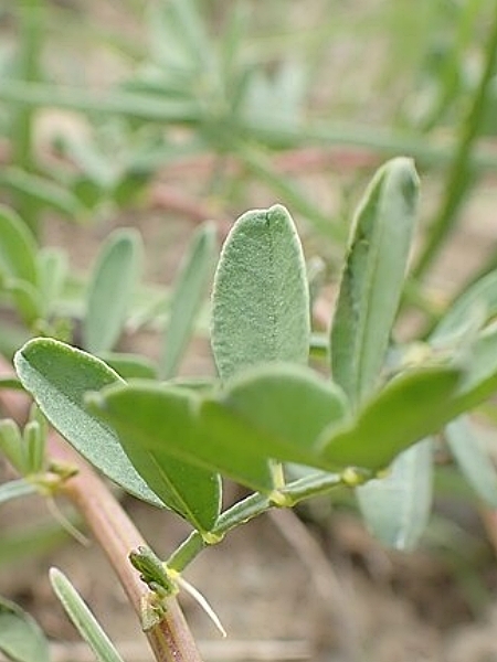 Image of Dalea candida