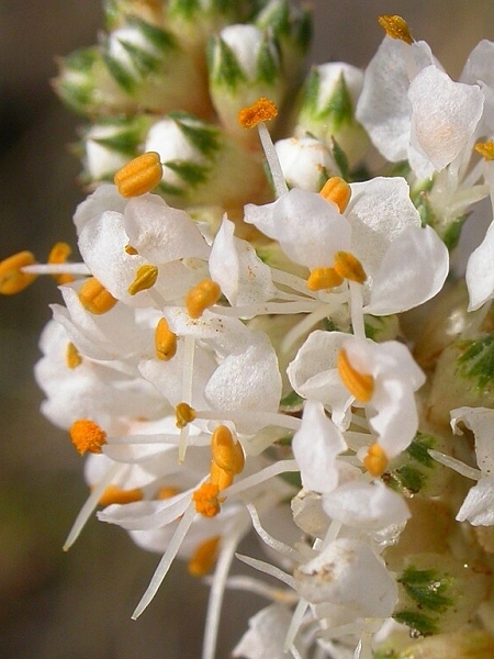 Image of Dalea candida