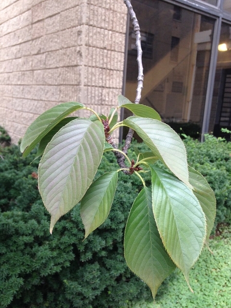 Image of Prunus virginiana