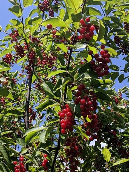 Image of Prunus virginiana