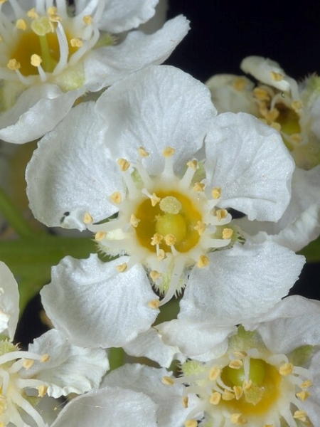 Image of Prunus virginiana