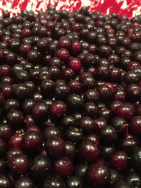 Image of Prunus virginiana