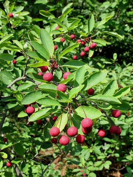 Image of Ilex mucronata