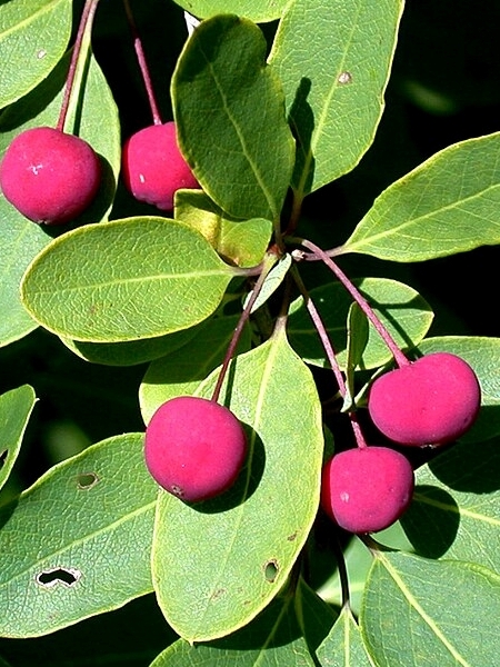Image of Ilex mucronata