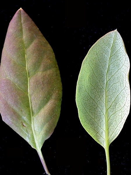 Image of Ilex mucronata