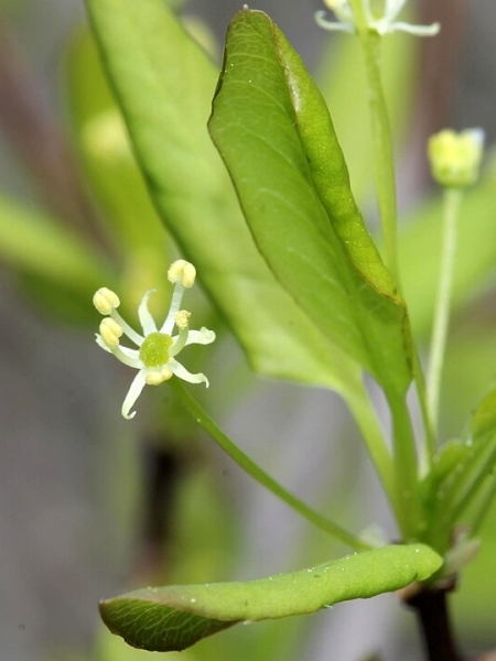 Image of Ilex mucronata