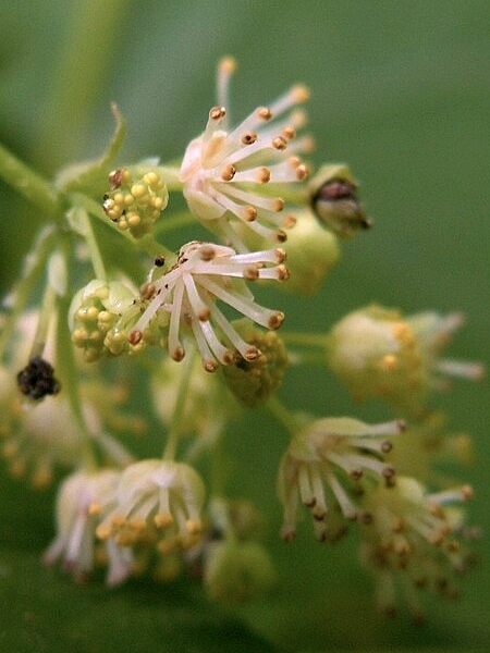 image for Menispermum canadense