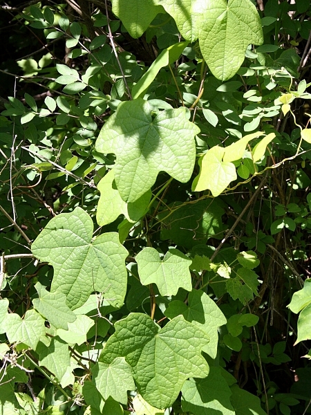 Image of Menispermum canadense