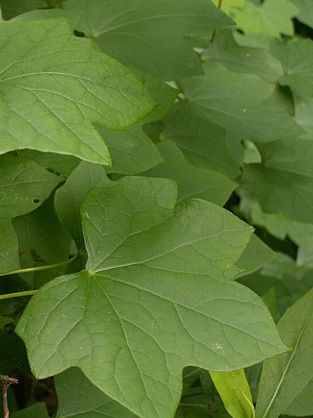 Image of Menispermum canadense
